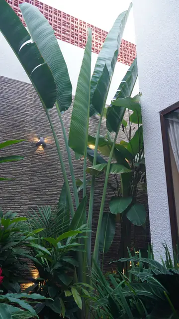 Tall plants in narrow open courtyard - Mr. Siddanth project, Bangalore